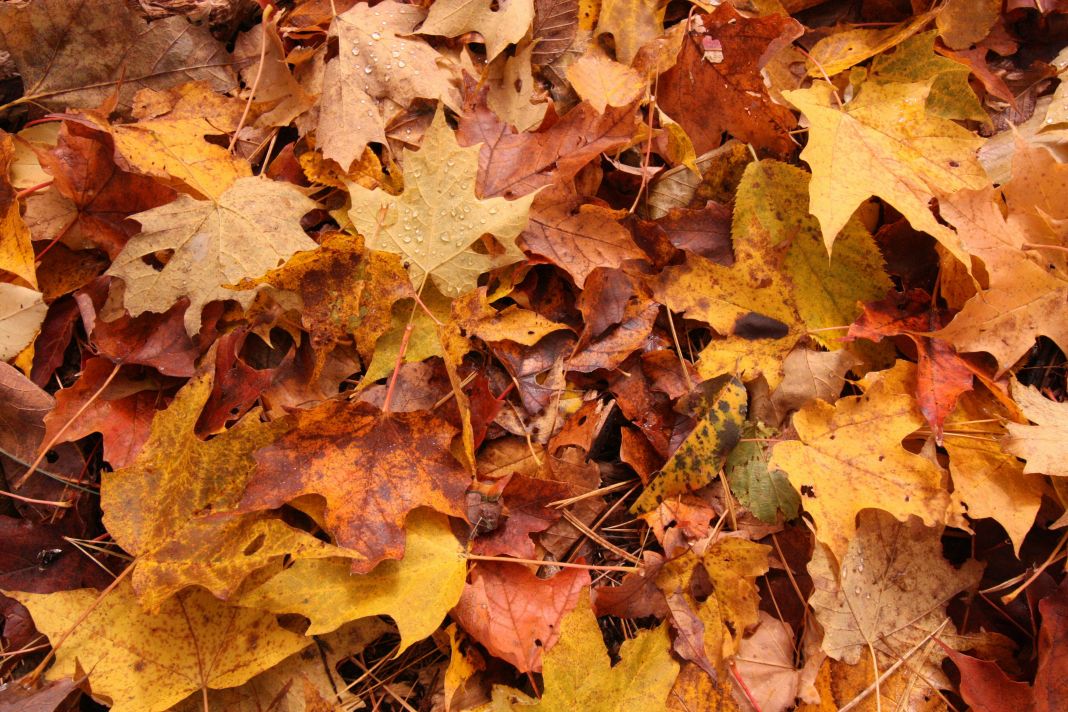 Various fall leaves on the ground in shades of red, orange and yello