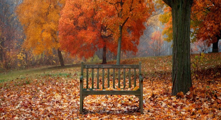 Park bench next to tree with fall leaves in yellow and red on the ground surrounding it