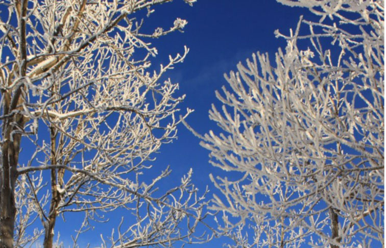 Iced over tree branches with a blue sky